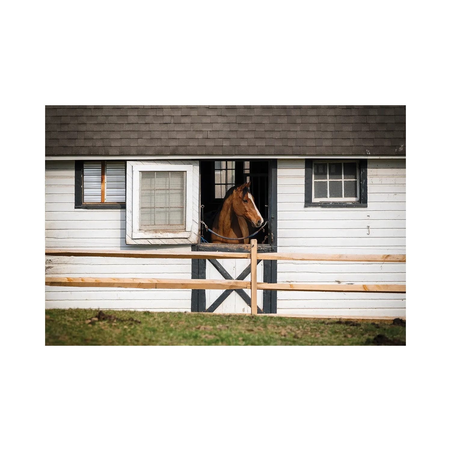 "A Horse Is Peaking Out Of A Stable Window, Tewksbury, New Jersey." by George Oze Canvas Print