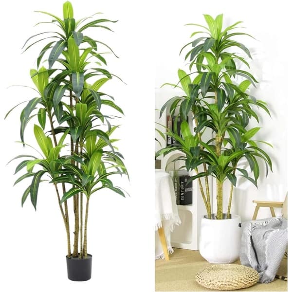 dieffenbachia plants 47in Tall Splash Dieffenbachia Plant main image 0