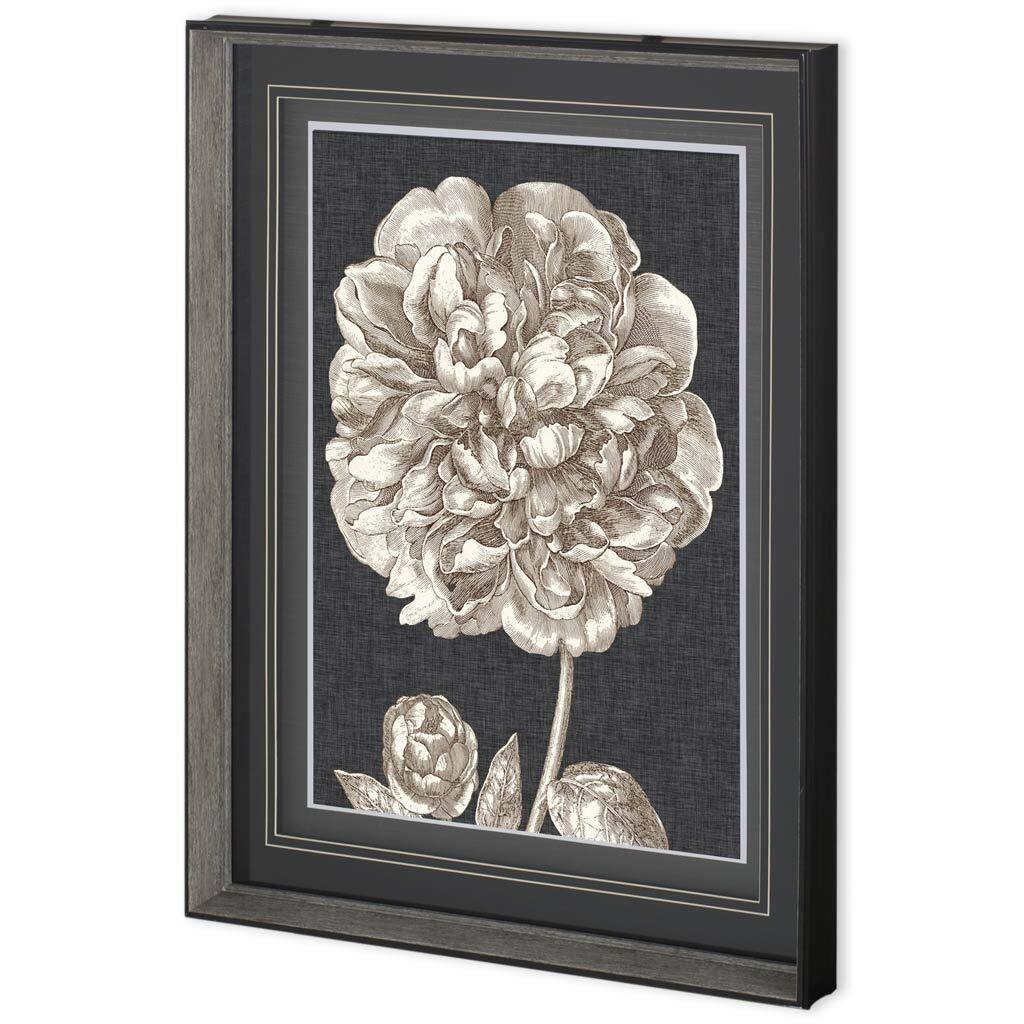 Dramatic Peony II Framed Art Print