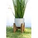 preview thumbnail 7 of 7, 50" Onion Grass in 10" Cathedral Ceramic Pot