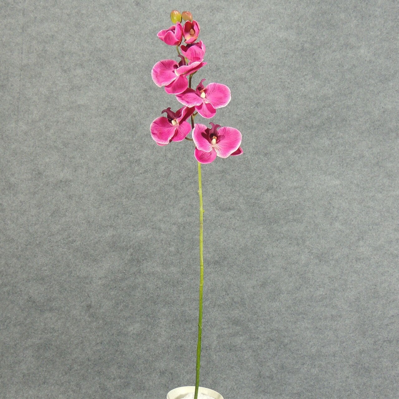 Shop 1 Pc 32 Inch Phalaenopsis Orchid Spray 7 Blooms 2 Buds As Minimalist Piece Combine W Other Flowers For Full Piece Cream Free Shipping On Orders Over 45 Overstock 18774593
