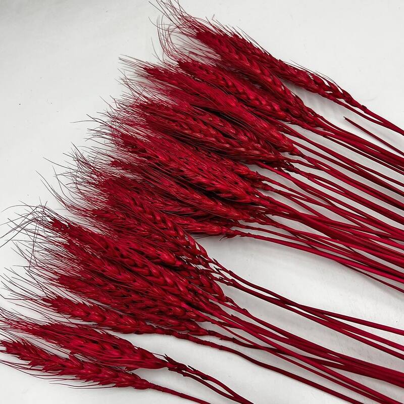 Bundle of 4 Dried wheat, 50 pcs,24" long - 24 inches