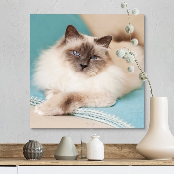 Shop White Sacred Birman Cat With Blue Eyes Lying On Blue Blanket