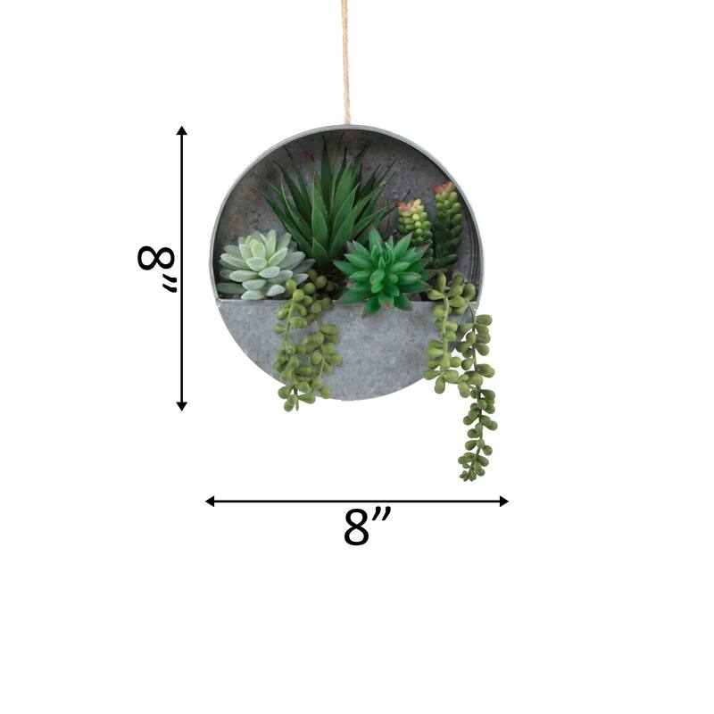 Succulent in 8" Hanging Galvanised Tin Wall Planter - ONE-SIZE