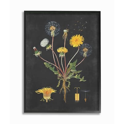 Stupell Botanical Drawing Dandelion On Black Design Framed Wall Art, Design By Artist Lettered and Lined - Multi-Color