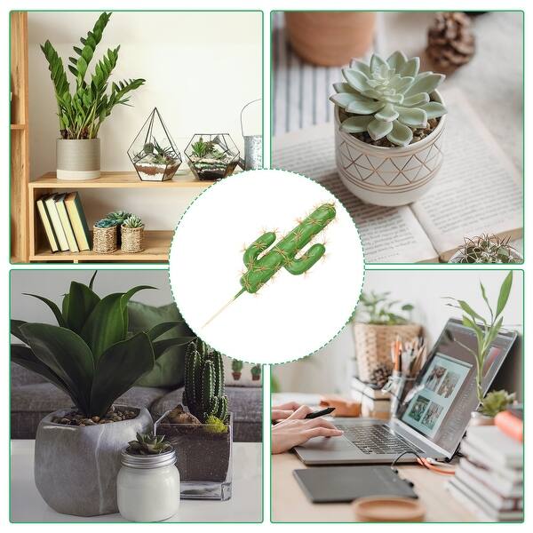 kleine calathea Calathea rufibarba kaufen main image 1