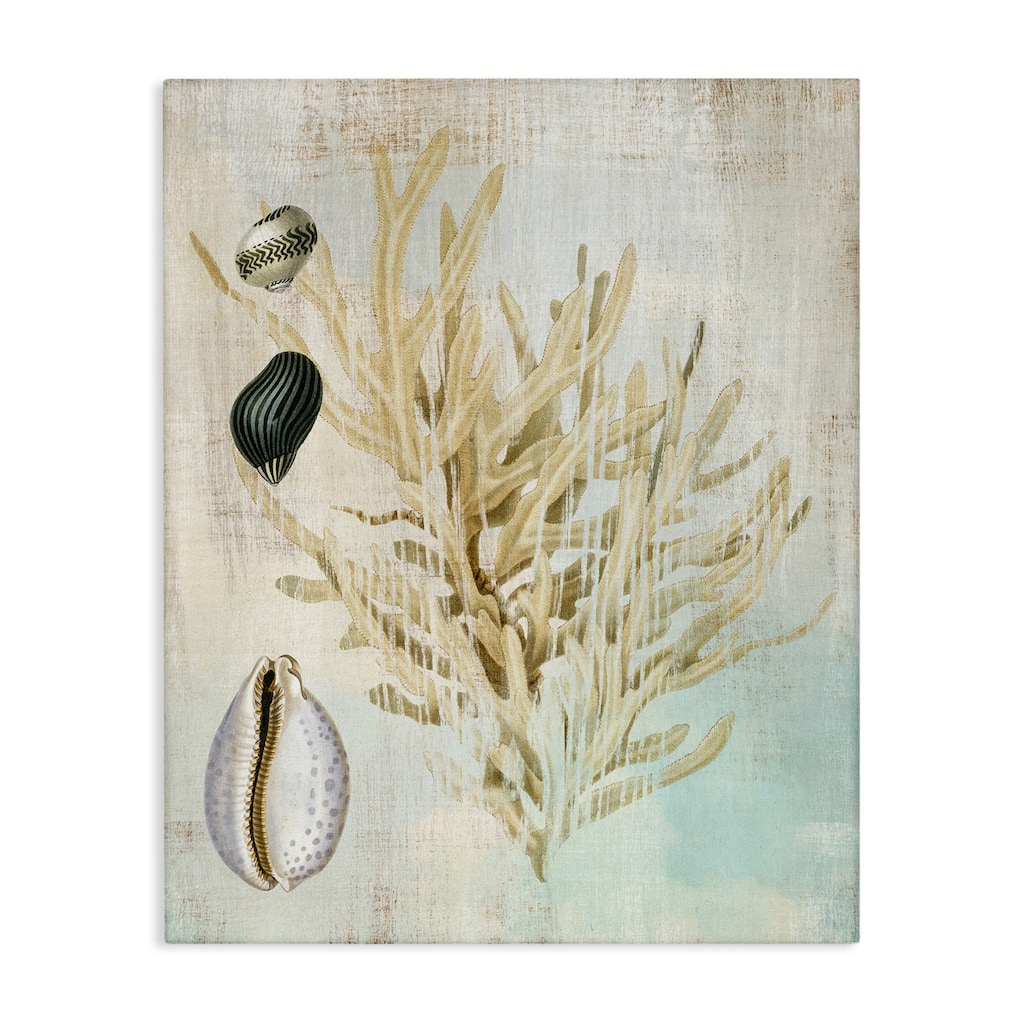 Stupell Coral Branch & Cowrie Shells Canvas Wall Art Design By Susan Arnot
