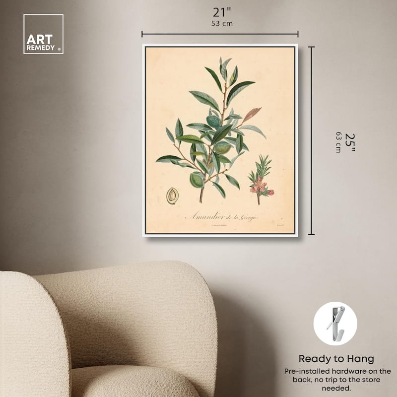 Almond of Georgia I Canvas by Art Remedy