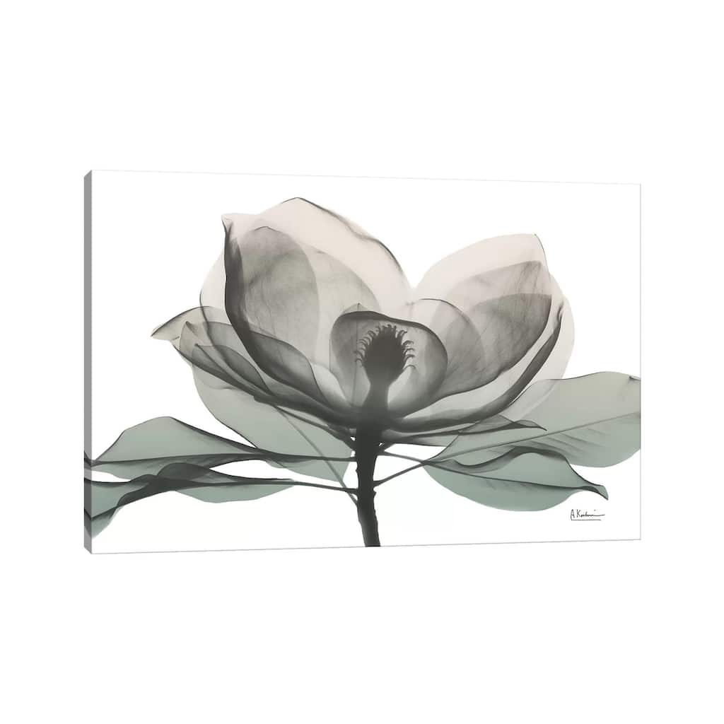 iCanvas "Sage Magnolia I" by Albert Koetsier Canvas Print