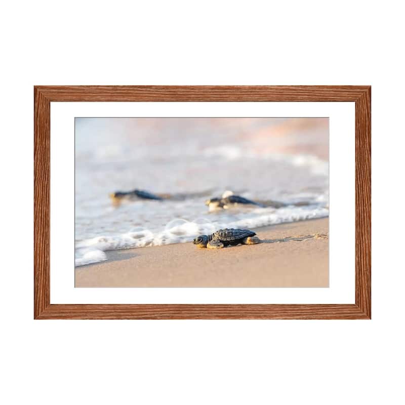 iCanvas "Kemp's Ridley Sea Turtle hatchling I" by Larry Ditto - Walnut - 16x24x1