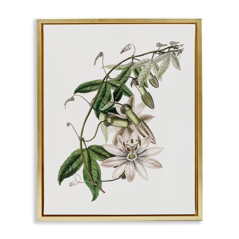 Stupell Vintage Lily Plant Framed Floater Canvas Wall Art Design By CAD Designs - 17 x 21 - Gold