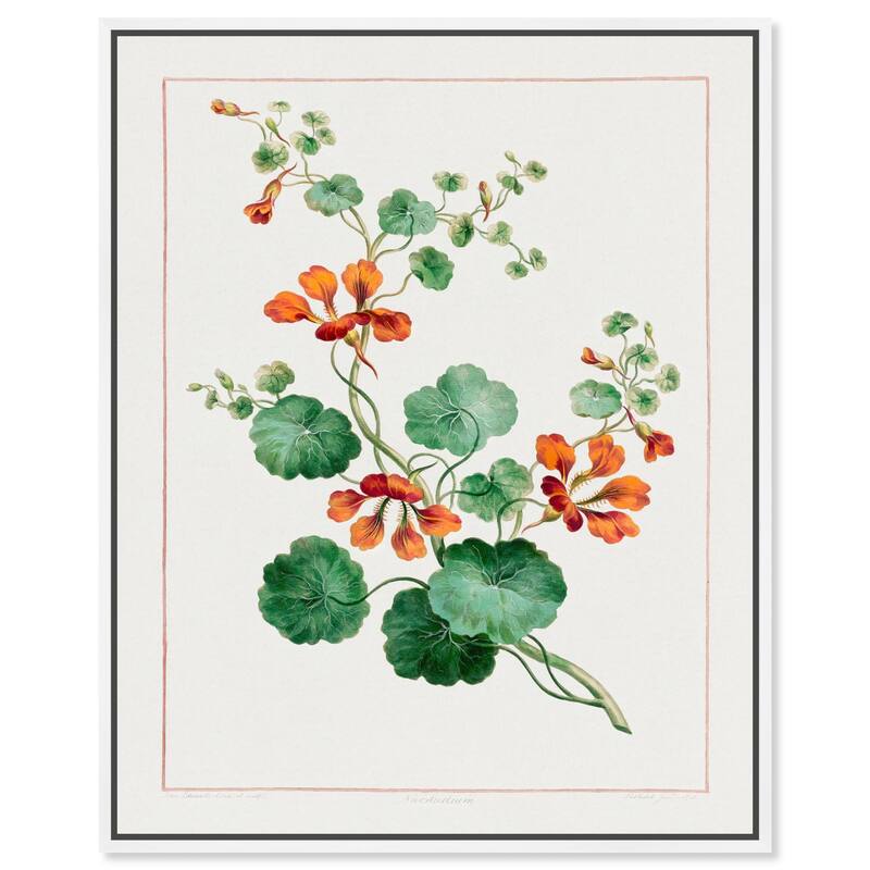 Nasturtium (1788) Canvas by Art Remedy - White - 24" x 30"