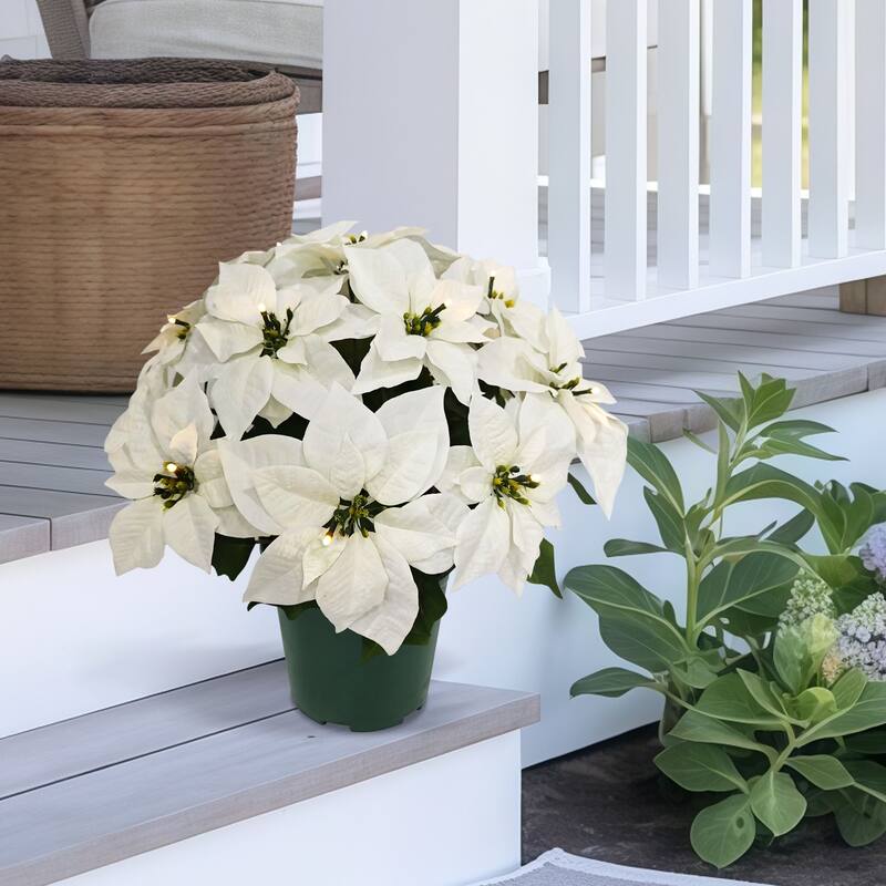 Puleo International 22" Pre-Lit Battery-Operated Artificial Potted White Poinsettias - White