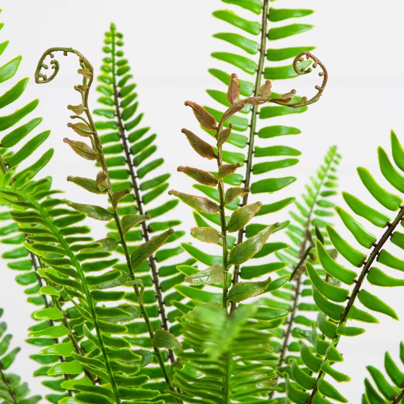 3-ft UV Resistant Artificial Boston Fern Potted Plant (Indoor/Outdoor) - Green
