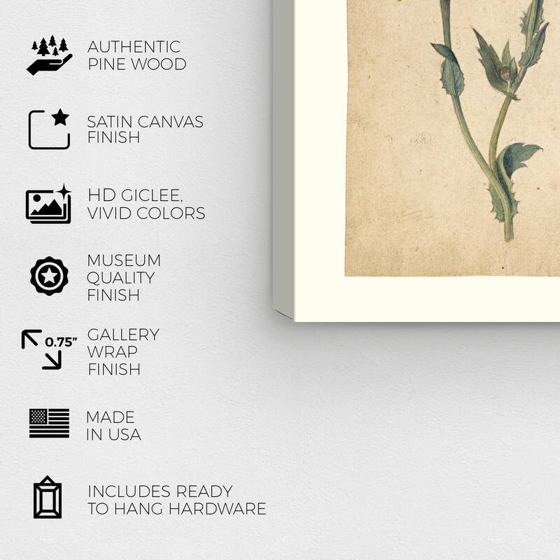 Wynwood Studio Canvas Floral and Botanical Jacques Le Moyne - French Roses and Oxeye Daisy Studies Wall Art Canvas Print