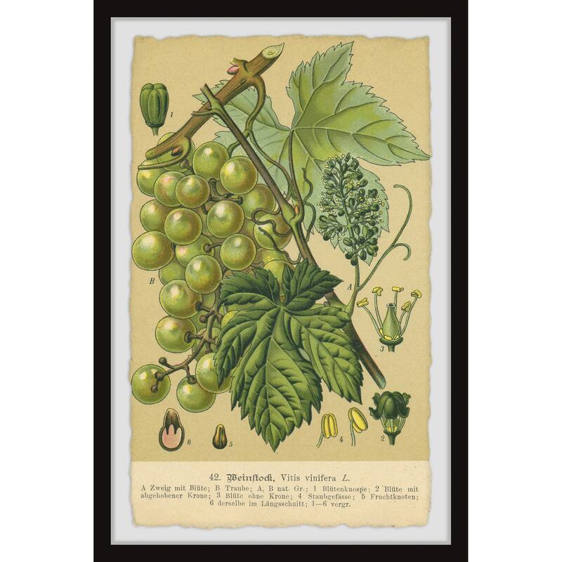 Common Grape Vine Framed Print