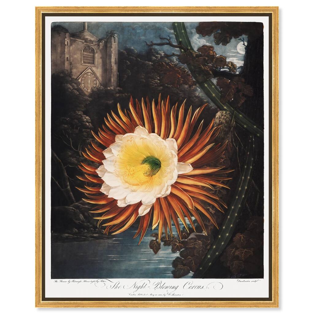 Night-Blowing Cereus 1807 Canvas by Art Remedy