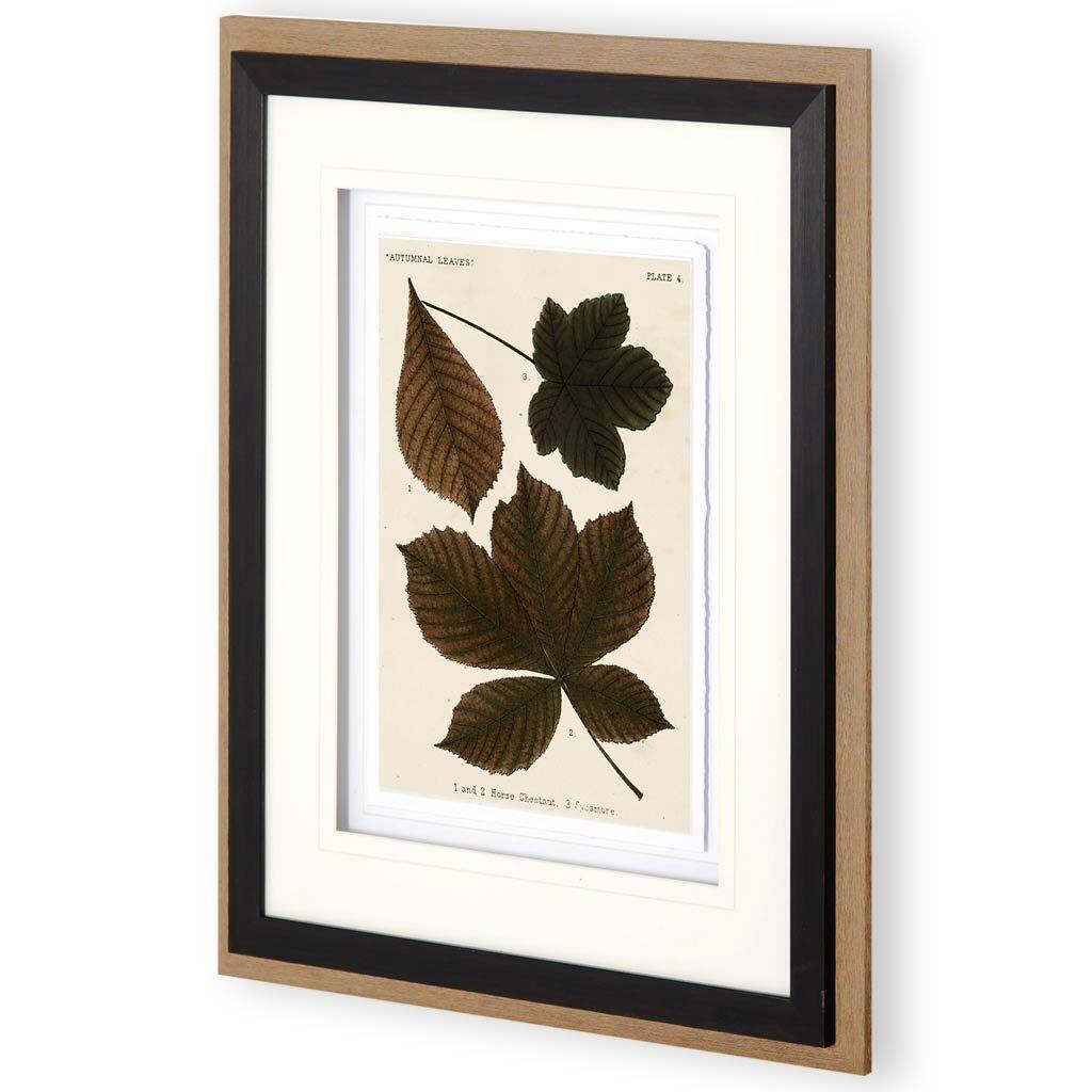Autumnal Leaves III Framed Art Print