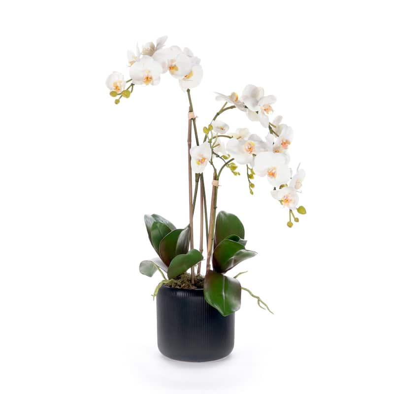 White Orchid Flower Arrangement in Black Pot
