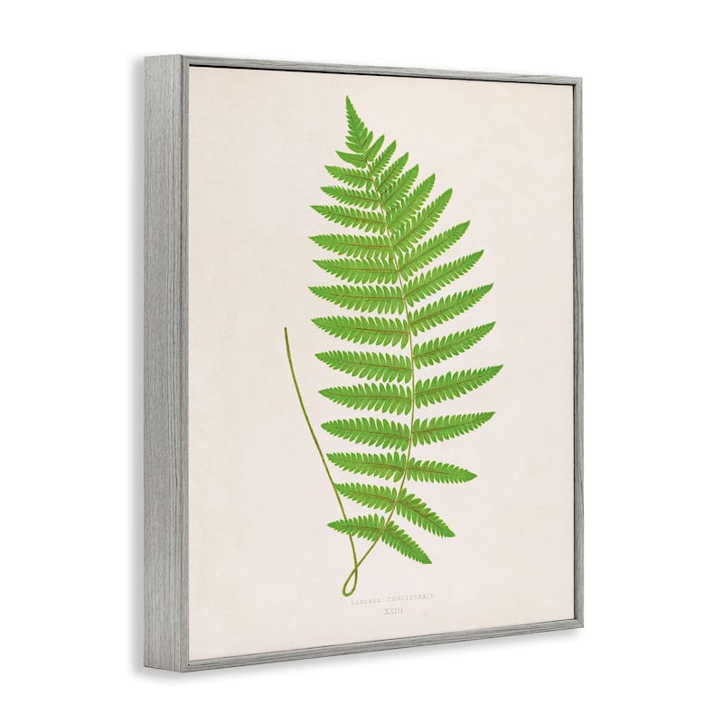 Stupell Single Fern Branch Framed Giclee Art Design By Phillipa Katz