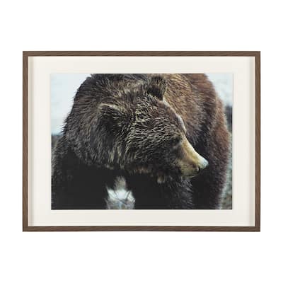 Grizzly Bear Framed Art Print
