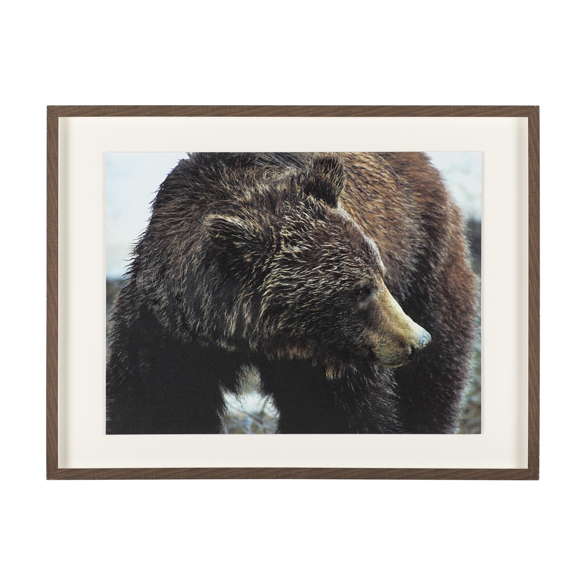 Mercana Grizzly Bear by Chad Mackay a Hand Embellished Textured Framed Photo Art Print Matted under Glass