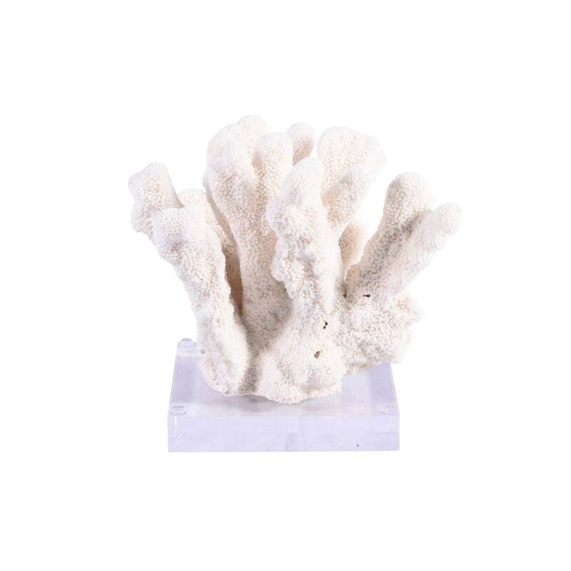 Catspaw Coral 7-10 Inch On Acrylic Base