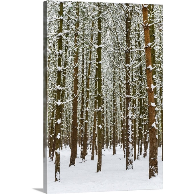 Shop Pine Tree Forest In Winter Snow Canvas Wall Art Free