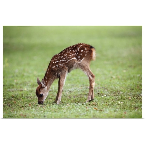 "Spotted Deer fawn, Nara Prefecture, Honshu, Japan" Poster Print