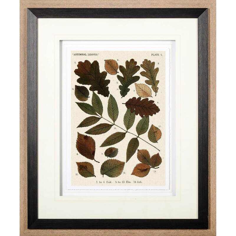 Autumnal Leaves V Framed Art Print
