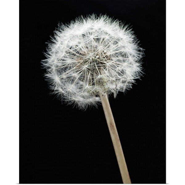 "Dandelion seeds" Poster Print