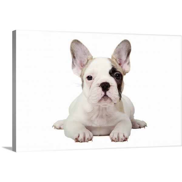 Pied bulldog best sale