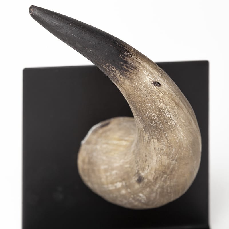 HomeRoots Set of Two 6" Brown and Black Ceramic Horn Decorative Bookends - 5.5118" H x 6.4961" W x 5.5" D