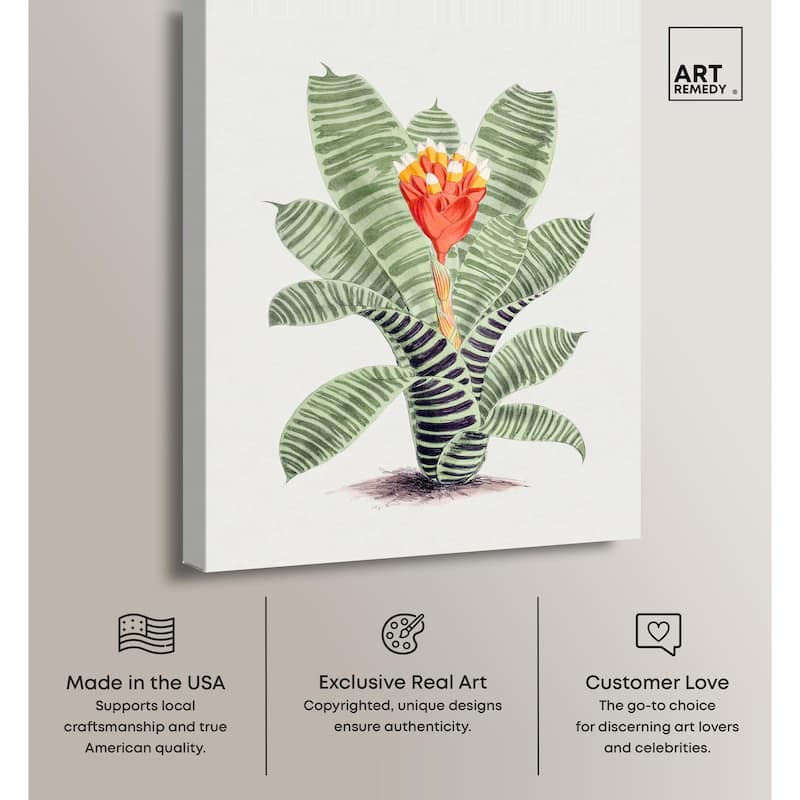 Tillandsia Musaica Plant Canvas by Art Remedy, Gallery Wrapped