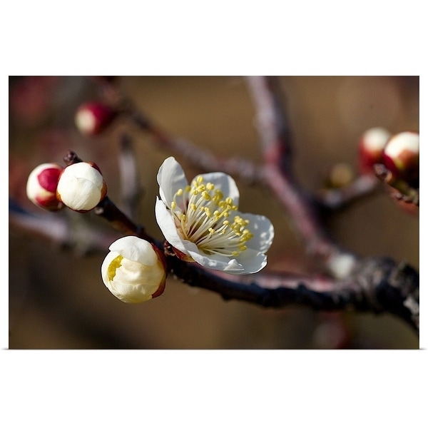 "White plum blossoms in sunlight." Poster Print