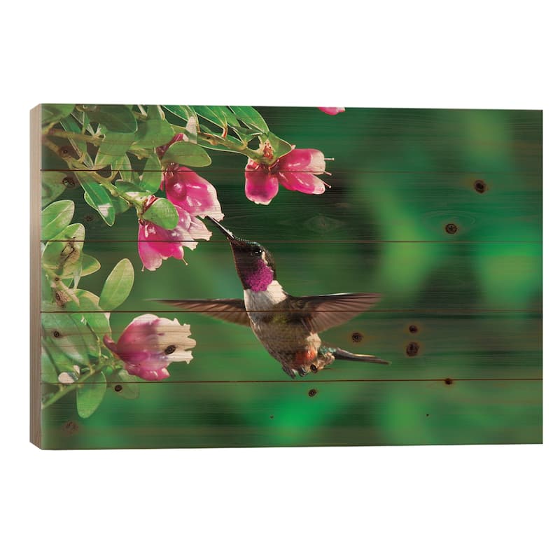 Magenta-Throated Woodstar Hummingbird Male Feeding On Epiphytic Heath, Costa Rica Print On Wood by Michael & Patricia Fogden - 18x26x1.5