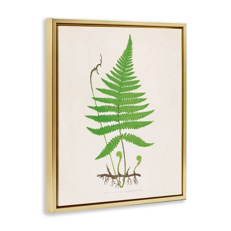 Stupell Curled Budding Fern Sprigs Framed Floater Canvas Wall Art Design By Phillipa Katz