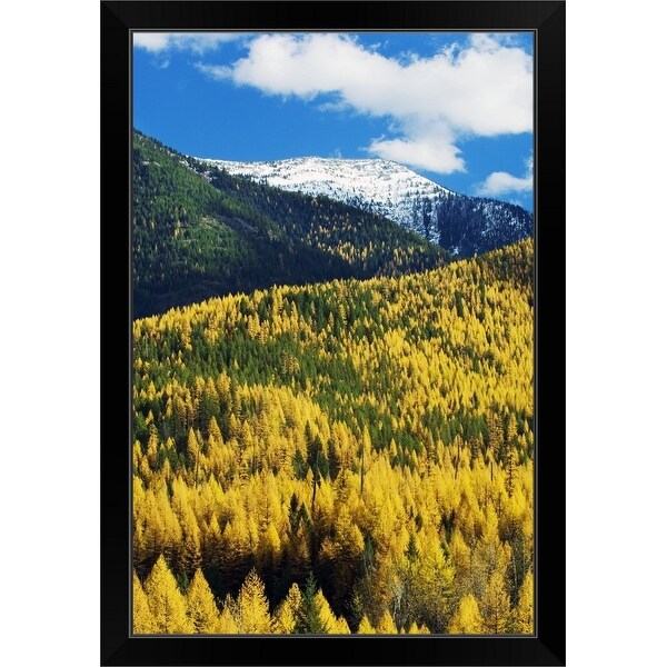 "Autumn color larch trees in pine tree forest, Flathead River Valley, Montana" Black Framed Print