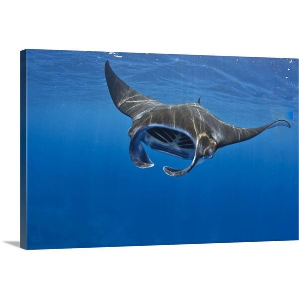 Manta Ray Feeding In Kona Hawaii Canvas Wall Art Overstock 16495469