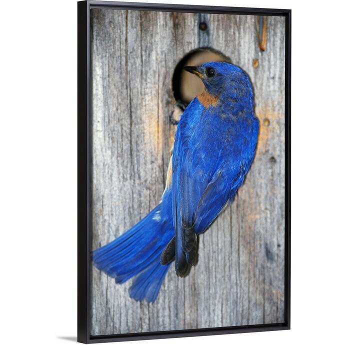 Shop Male Eastern Bluebird Sialia Sialis On Wooden Birdhouse Black Float Frame Canvas Art Overstock 25501841