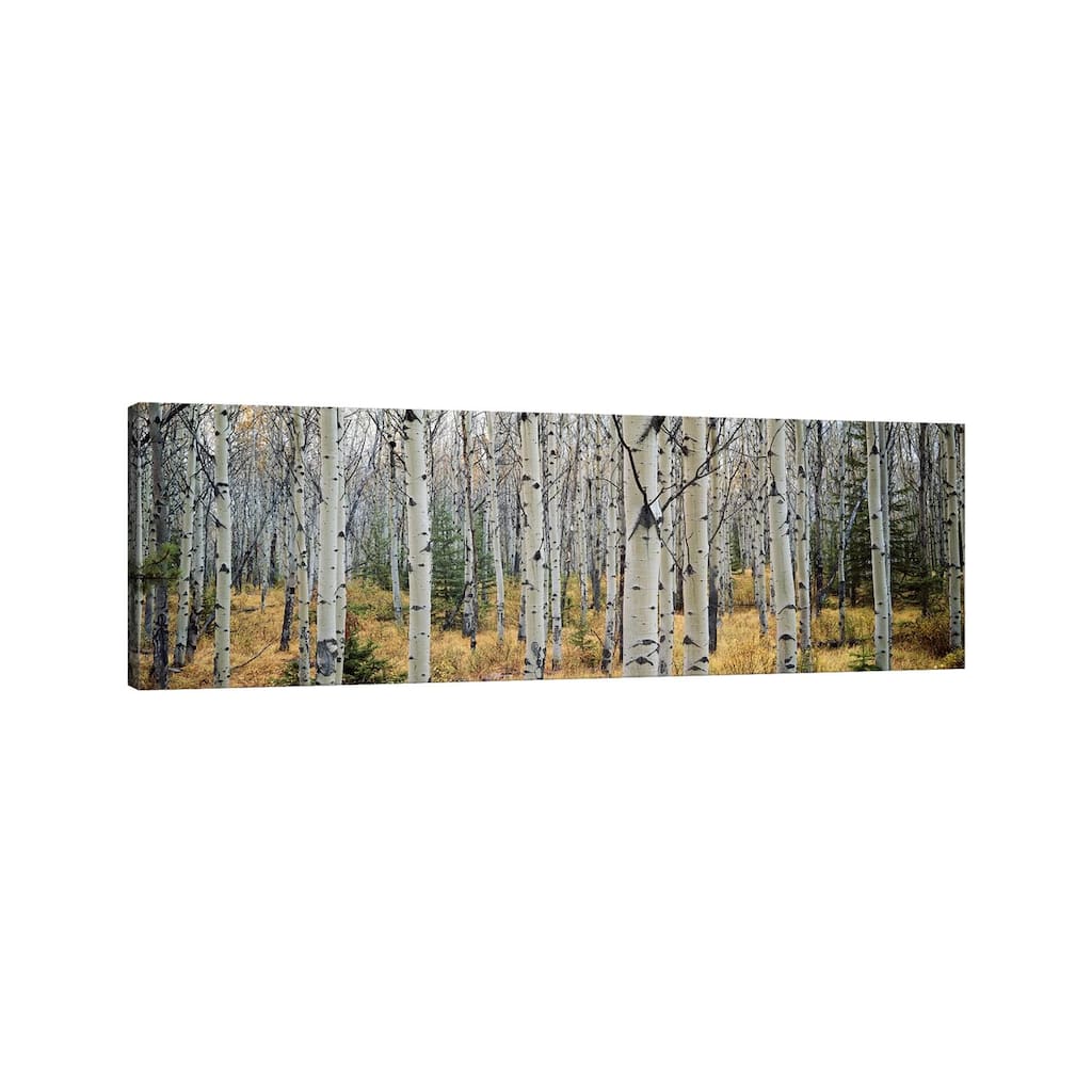iCanvas "Aspen Trees in a Forest Alberta, Canada" by Panoramic Images Canvas Print
