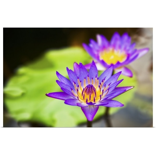 "Lotus flower" Poster Print