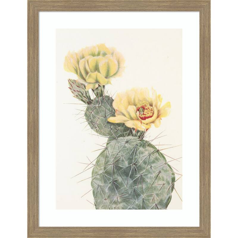 Missouri Prickly Pear From North American Wildflowers (1925) by Mary Vaux Walcott Wood Framed Wall Art Print