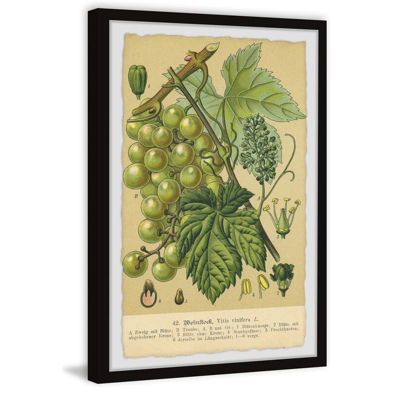 Common Grape Vine Framed Print