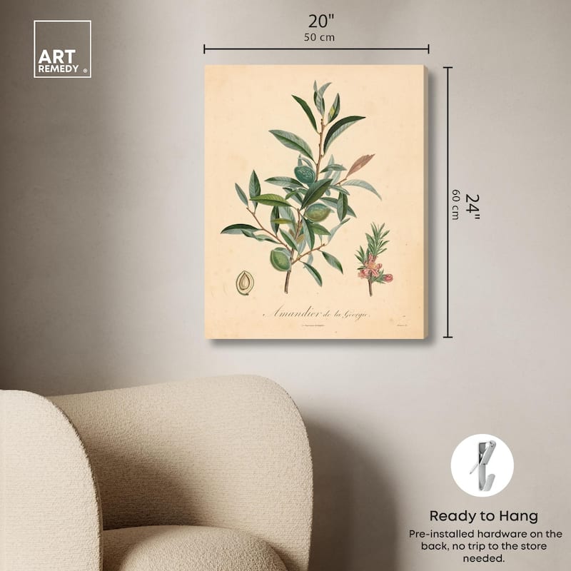 Almond of Georgia I Canvas by Art Remedy, Gallery Wrapped