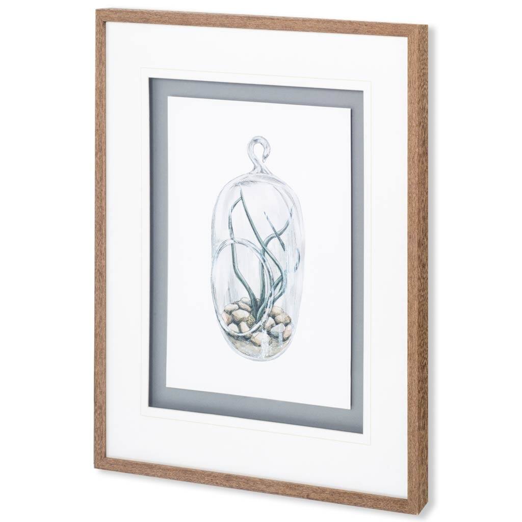 Air Plant 1 Framed Art Print