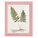 preview thumbnail 105 of 138, Nature Printed Ferns IX -Framed Print w/glass-Cherry Red 9x11 - Pink