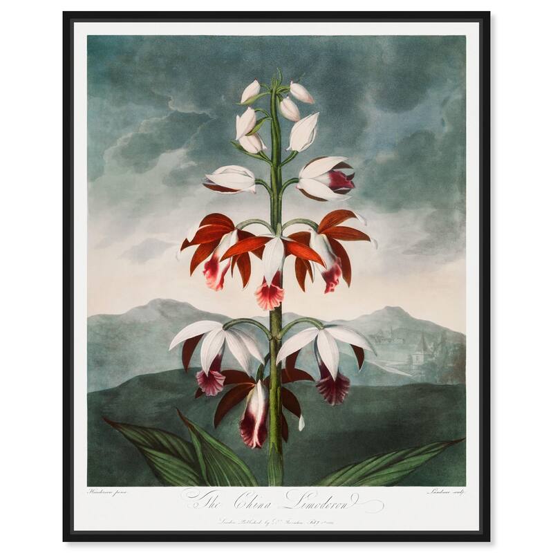 The China Limodoron 1807 Canvas by Art Remedy - Black - 20" x 24"