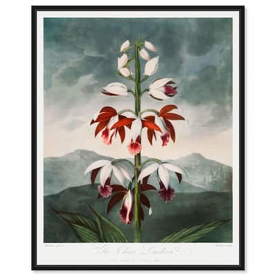 The China Limodoron 1807 Canvas by Art Remedy