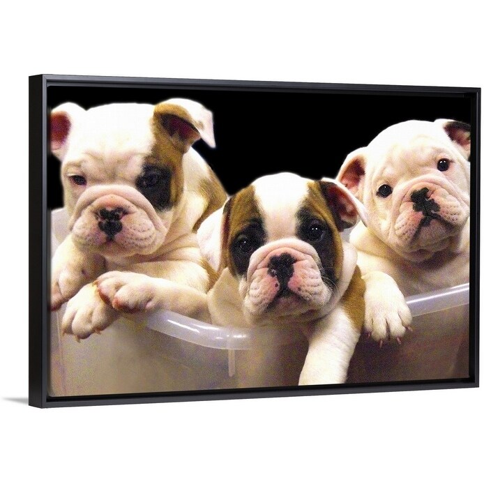 Shop English Bulldog Puppies Inside A Clear Bin Black Float